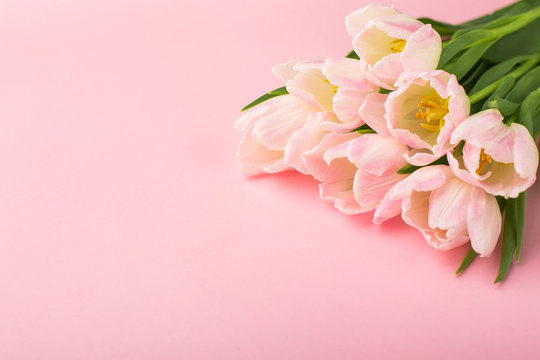 Spring flower pink tulips on the pink background with copyspace. Theme of love, mother's day, women's day