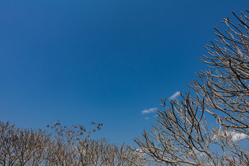 Fototapeta premium Tree branches with no leaves and a bright blue sky, during autumn or fall time of the year, with copy space.