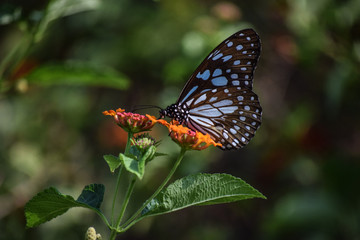 butterfly on flower