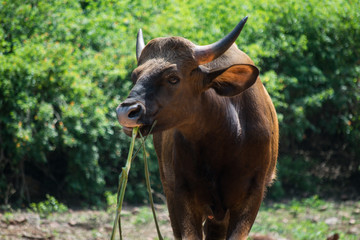 Buffalo eating