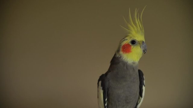 one cockatiel perched bird parrot cute rosy cheeks and yellow crested bird grey video a pretty male cockatiel portrait head shot with isolated on plain background with copy space 