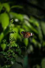butterfly on flower