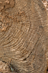 Fototapeta premium old wood texture