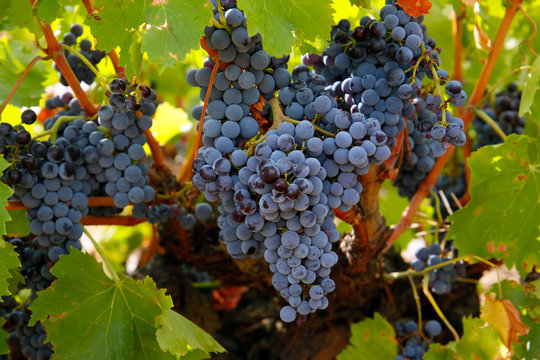 Uva garnacha