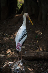 Painted stork