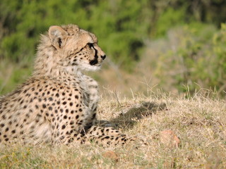 cheetah in the grass