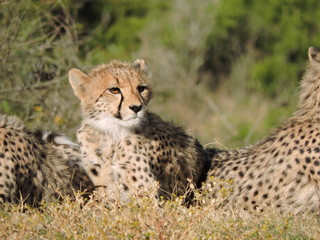 cheetah in the grass
