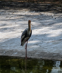 Painted stork 