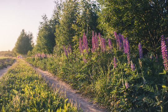 Scenery Of A Rural Road Among The Field. Far Away Is The Family