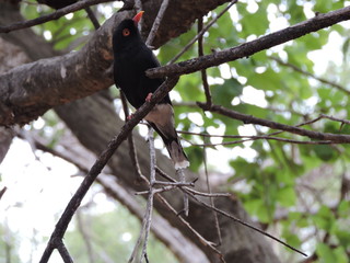 Ret'z Helmet Shrike Bird in a tree
