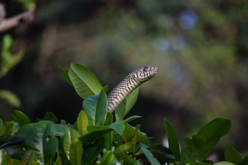 Snake on tree