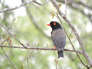 Ret'z Helmet Shrike Bird in a tree