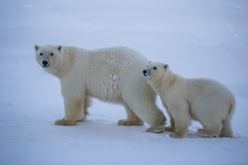 Naklejka na ściany i meble Rodzina niedźwiedzi polarnych, południowy Spitsbergen
