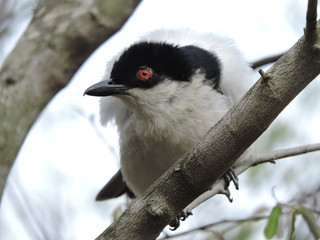 Puffback Bird in a tree
