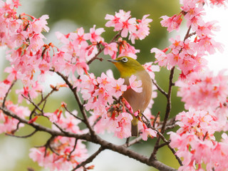 桜とメジロ