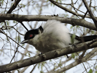 Puffback Bird in a tree