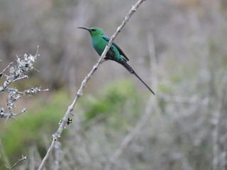 Malachite Sunbird on a Branch