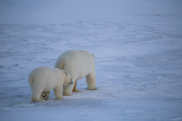 Rodzina niedźwiedzi polarnych, południowy Spitsbergen - obrazy, fototapety, plakaty