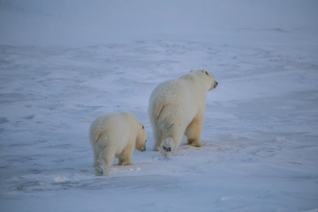 Rodzina niedźwiedzi polarnych, południowy Spitsbergen - obrazy, fototapety, plakaty