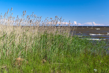 Fototapeta na wymiar Southern grass reed shores of Lake Ladoga