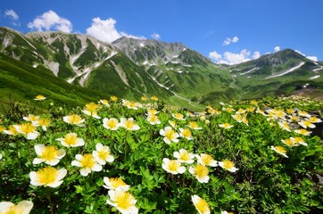 夏山登山　北アルプス 立山アルパイン　