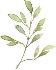 Green watercolor hand painted leaves. Isolated on white background. High resolution. Best for digital scrapbooking, wedding invitation, birthday cards, greeting, trendy design, print on textile, 