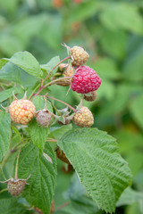 Ripe and unripe raspberry in the fruit garden. Growing natural bush of raspberry. Branch of raspberry in sunlight..