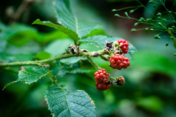 Red blackberry fruits on a plant grown in southern Brazil