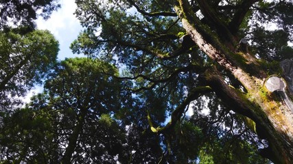  Tall trees during the day