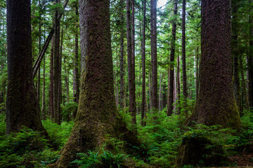 Fototapeta na wymiar Dense rainforest, Cape Scott Trail, Vancouver Island, British Columbia, Canada