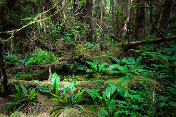 Rainforest foliage along the Cape Scott Trail, Vancouver Island, British Columbia, Canada
