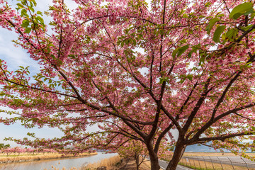 河津桜