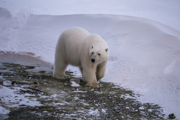 Niedźwiedź polarny, południowy Spitsbergen © blackspeed