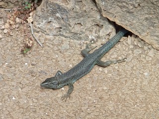 Madeiran wall lizard coming out of a hole