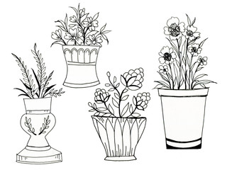 Black Hand Drawn Herbs, Plants and Flowers, Branches, Florals, flower pot . Illustration for coloring book scrapbook flowers drawing and sketch with line-art on white