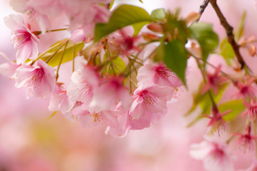 Obraz premium 河津桜