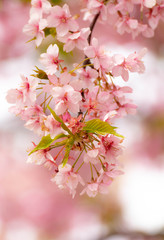 Obraz premium 河津桜