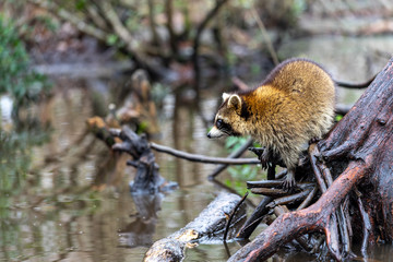 raccoon in tree