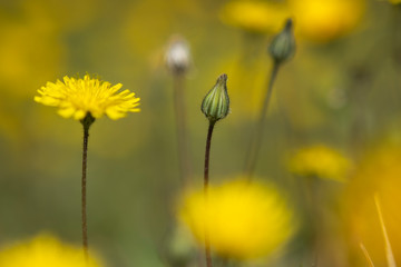 field of yellow flowers