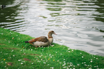 Female Egyptian Goose sitting on green grasses by a lake in a park in Brussels Belgium