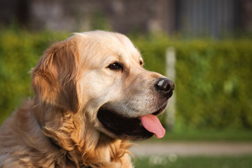 Portrait Headshot of a brown male Golden Retriever Dog showing his tongue out in a golden hour time of day