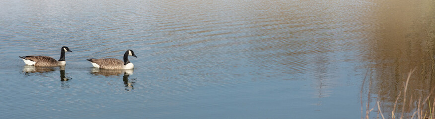 Two Canada geese - banner image