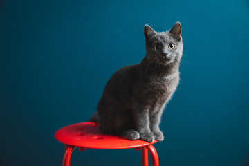 A six months old Chartreux Grey Kitten Pet Cat standing on a red round stool with blue background wall