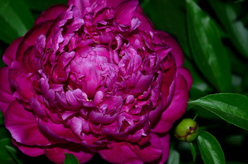 peony, flower in the garden, pink flower on a green background