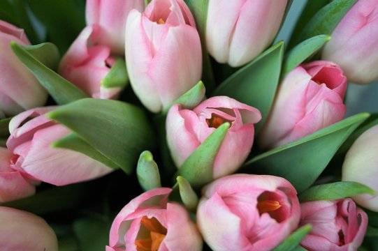 many of the flower buds of tulips in the bouquet top view seasonal signs of spring women's gift macro photo