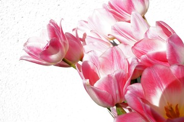 flowers spring bouquet of pink tulips on the white background of the wall