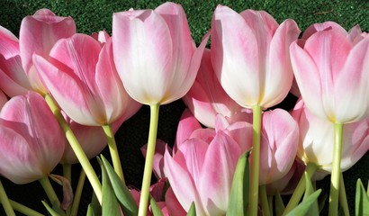 Fototapeta premium bouquet of pink tulips lying on green background spring flowers seasonal detail macro