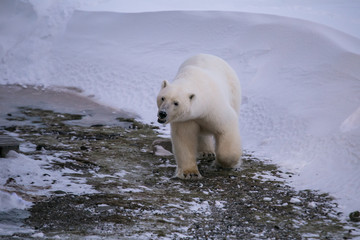 Niedźwiedź polarny, południowy Spitsbergen © blackspeed
