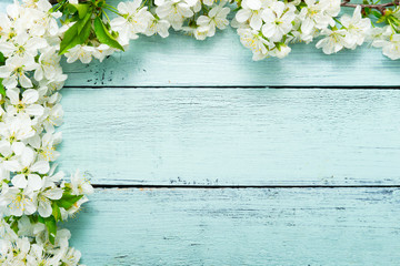 cherry blossom on old blue painted wooden, frame background