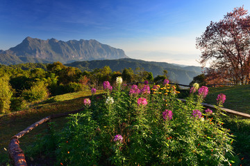 Flower in the garden